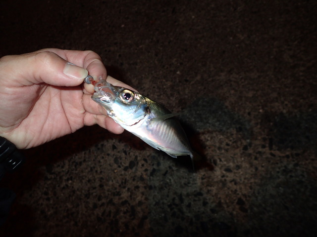 糸島周辺で秋 9 10 11月 の海釣りで釣れる可能性のある魚種まとめ 釣りキチ隆の視点