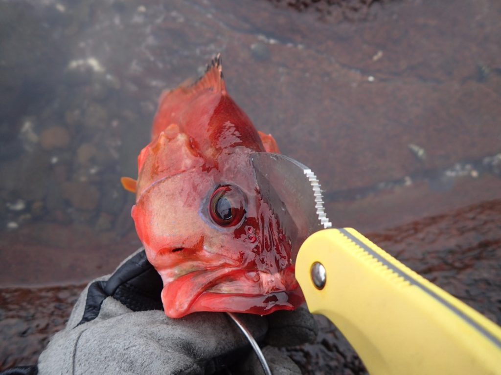 熟成魚作りにおすすめ 津本式究極の血抜き で使える道具 関連道具まとめ 釣りキチ隆の視点