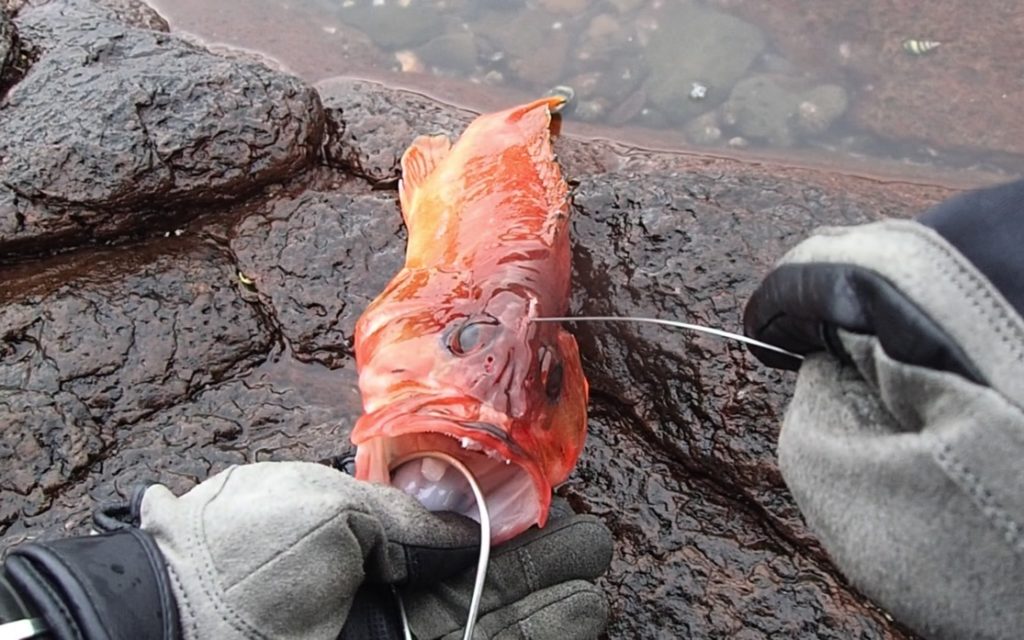 熟成魚作りにおすすめ 津本式究極の血抜き で使える道具 関連道具まとめ 釣りキチ隆の視点