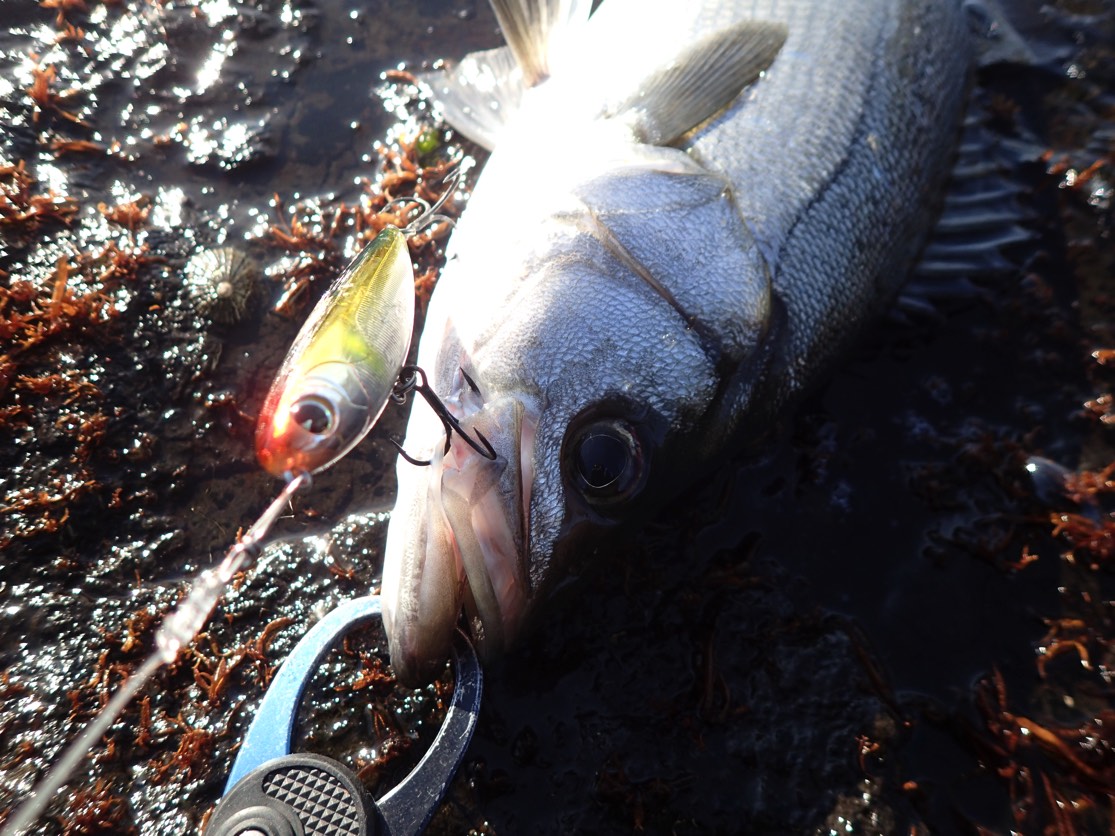 真っ昼間に トップウォーターでヒラスズキがヒット 19年3月中旬 平戸方面 釣りキチ隆の視点