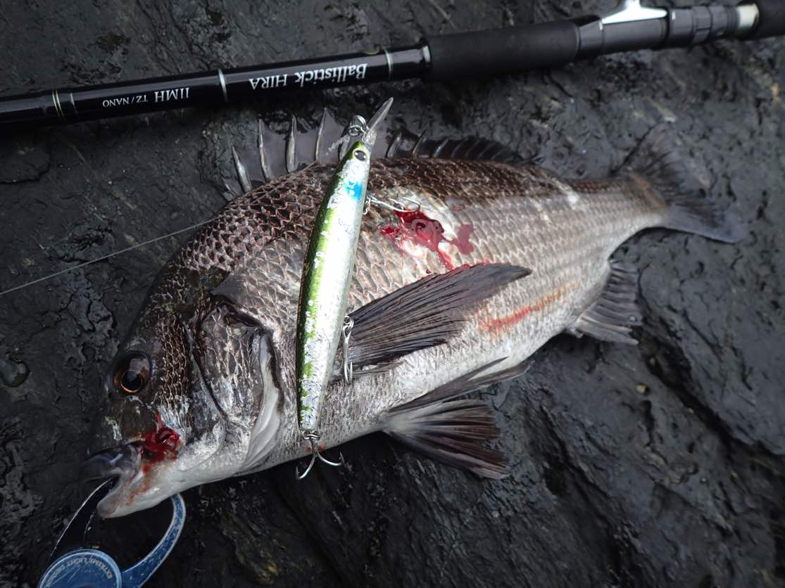 ショアキャスティング 糸島の磯で真鯛 マダイ 80cm6 9kgを釣ったぞ 釣りキチ隆の視点