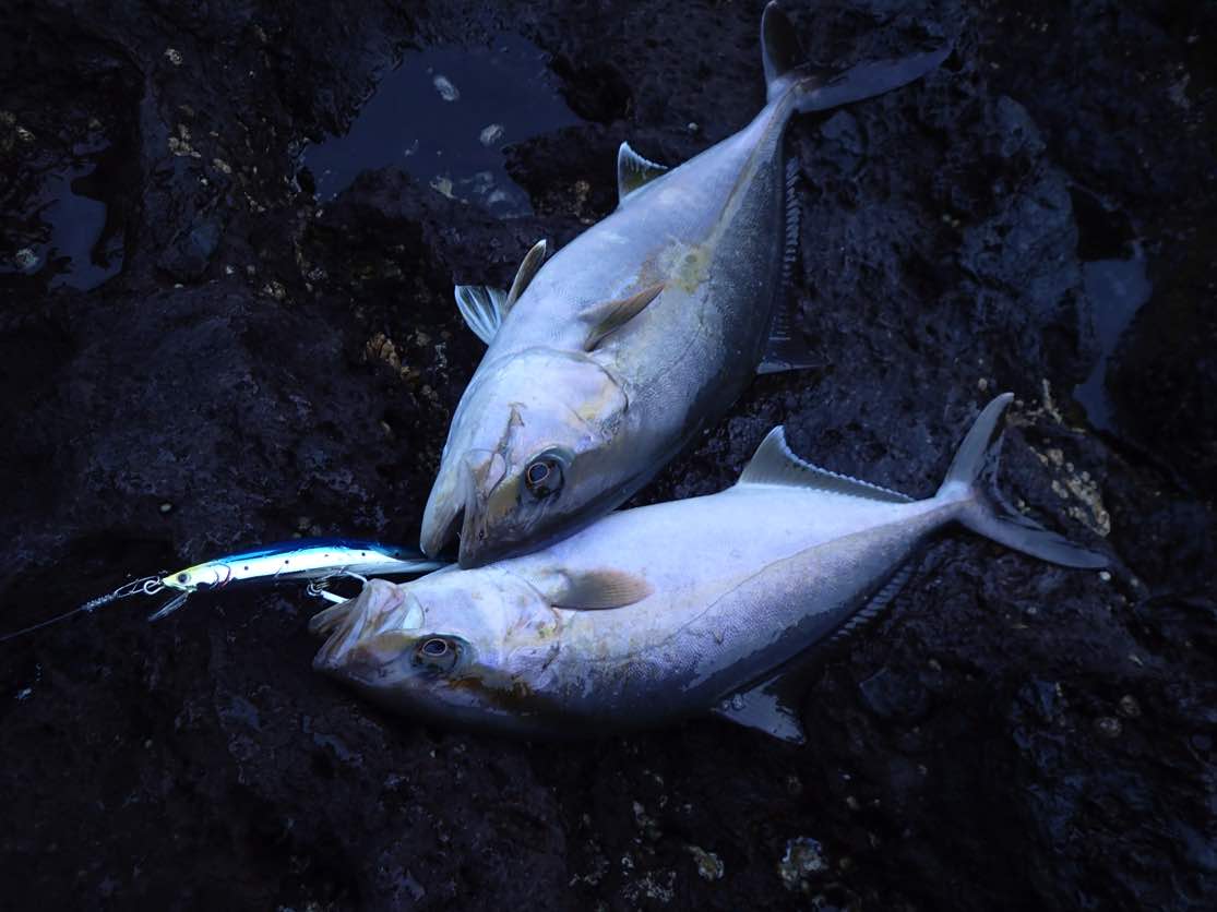 伊豆大島でルアー釣りとエサ釣りで釣れる魚 釣果まとめ 釣りキチ隆の視点
