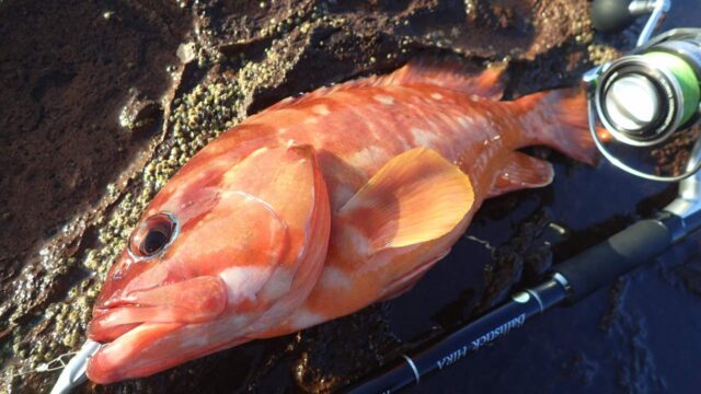 根魚一番 海太郎 スイミング根魚玉 | issei [一誠]
