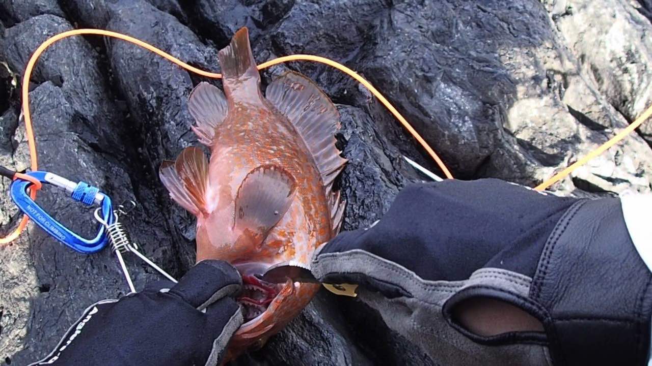 釣り場での魚の締め方 脳締め 血抜き 神経締め まで キジハタ編 釣りキチ隆の視点